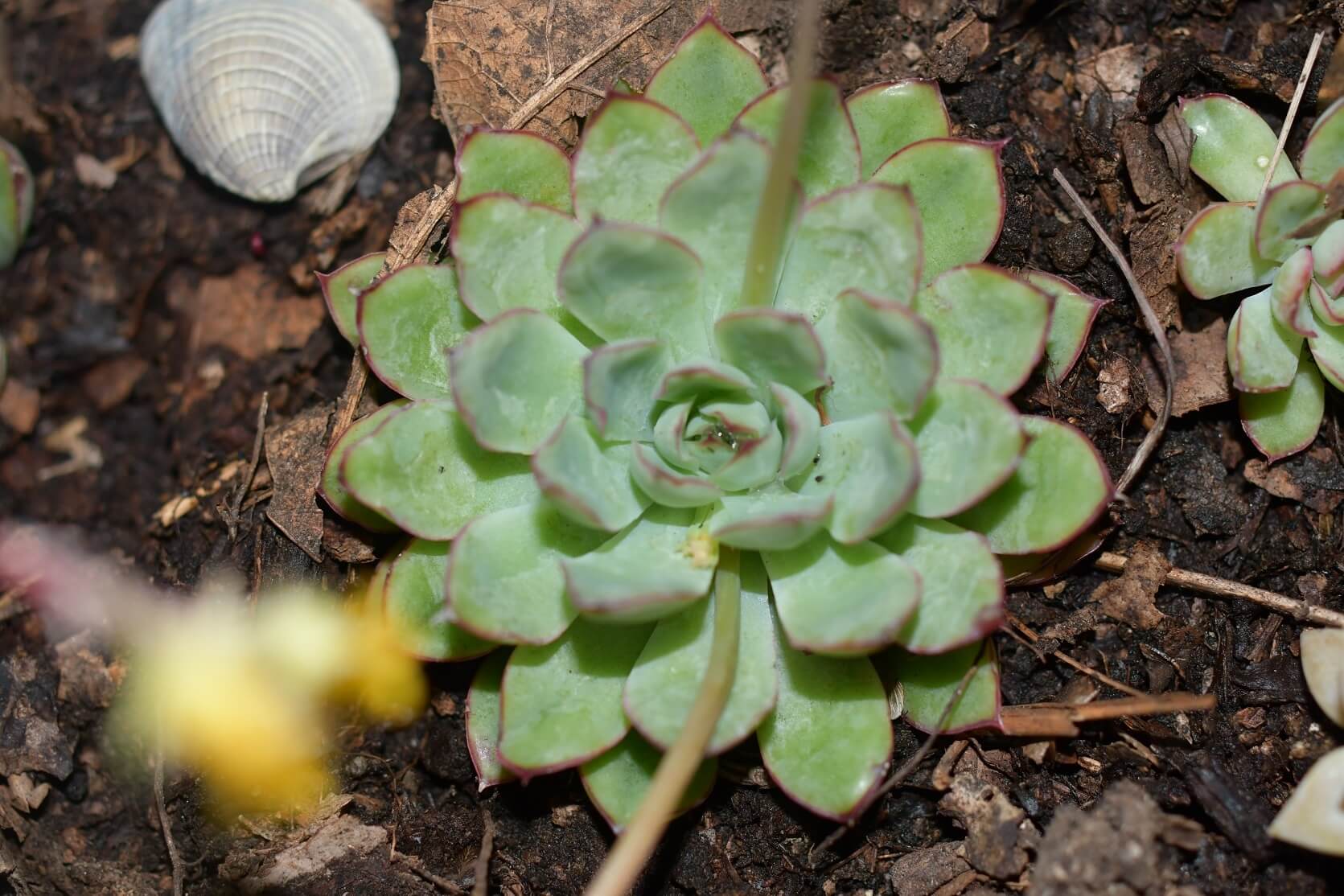 Echeveria pulidonis